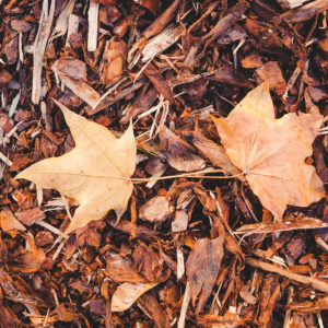 Fall Leaf Mulching: Make Your Life Easier and Your Lawn Healthier