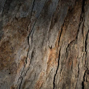 Identifying Tree Disease: What Is Oak Wilt?