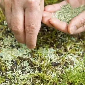 What Are the Benefits of Overseeding a Lawn?