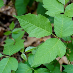 How to Properly Identify Poison Ivy and Other Irritating Plants