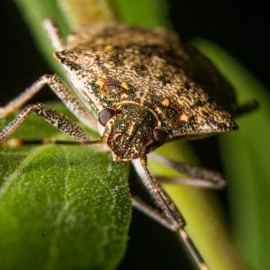 Five Common Fall Pests & How to Prevent Them | Free Spray Lawn Care