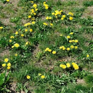 Prevent Weeds Starting in Fall