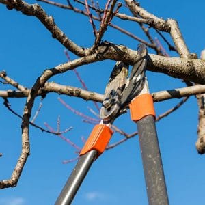 10 Spring Tree Pruning Tips