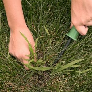 Five Common Lawn Weeds in Ohio