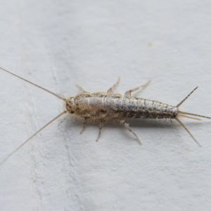 Stop Silverfish from Invading Your Home with These Steps