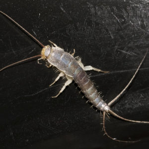 Secrets to Eliminating Silverfish From Your Home