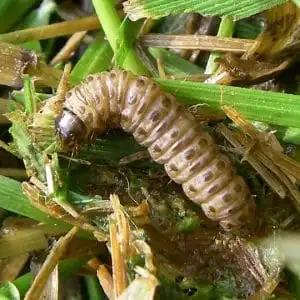 What Is a Sod Webworm?