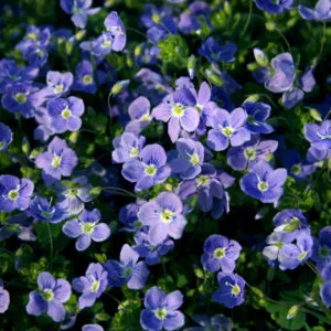 Worrisome Weed or Pretty Plant? How to Stop Speedwell from Spreading