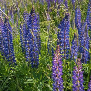 Lawn Weed Library: Speedwell