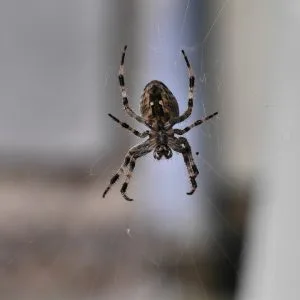 Spider Prevention in Your Home: Unwanted Pests or Helpful Guests?