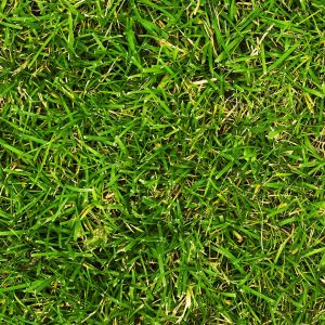 Stop Crabgrass from Taking over Your Lawn