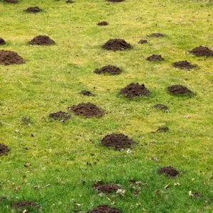 How to Use Natural Repellents to Stop Moles from Messing up Your Lawn