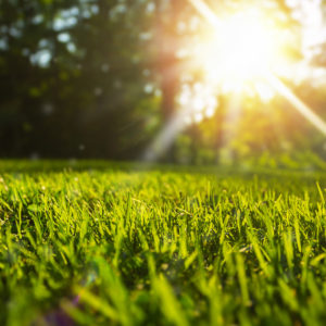 How to Reduce Summertime Lawn Stress: Beat the Heat with These Healthy Tips