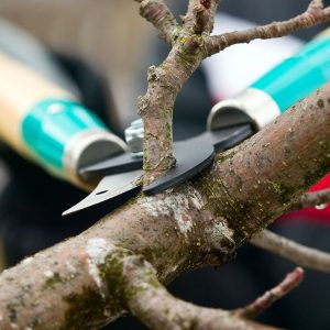 What You Need to Know About Spring Shrub Pruning