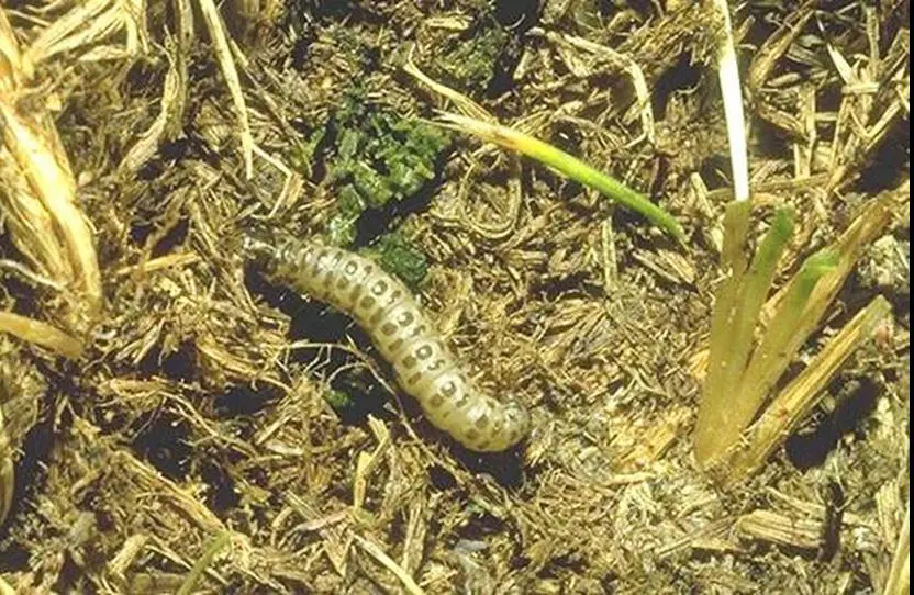 How to Treat for Sod Webworms