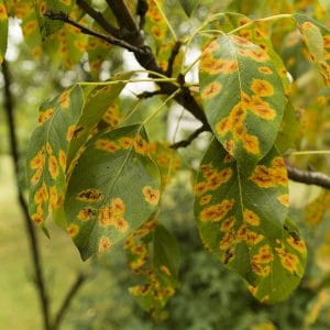 Tree Diseases in Ohio | Free Spray Lawn Care