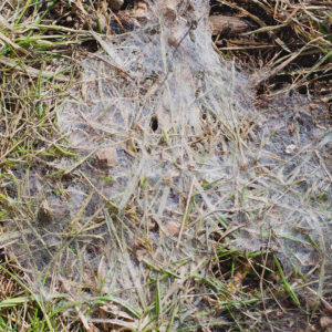 Identifying Sod Webworm Damage and What to Do About It