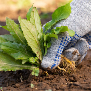 Fall Weed Prevention Fundamentals: A Do-It-Yourself Guide