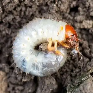 How to Prevent Grubs in Your Lawn