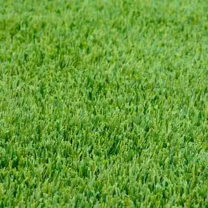 7 Tips for Winterizing Your Lawn