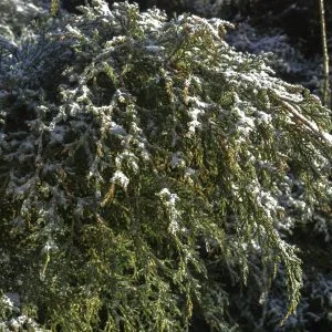 Four Tips to Protect Trees and Shrubs in Winter