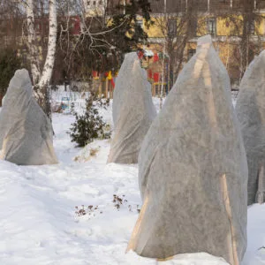 How to Wrap Trees Against Winter’s Wrath