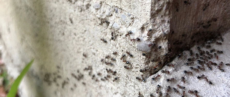 Ant infestation found crawling over a home's foundation in Mansfield, OH.