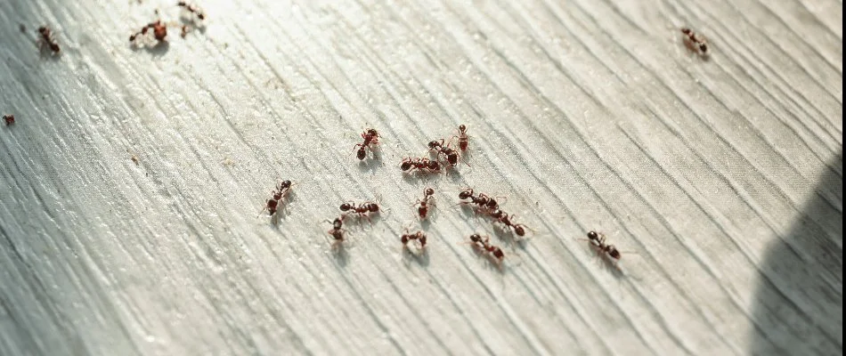 Many ants on gray, wood floor in Cleveland, OH.