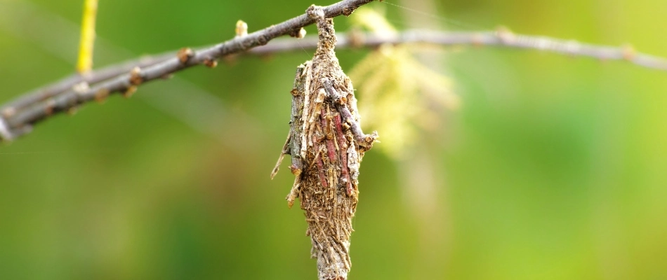 Bagworm infestation found in tree in Medina, OH.