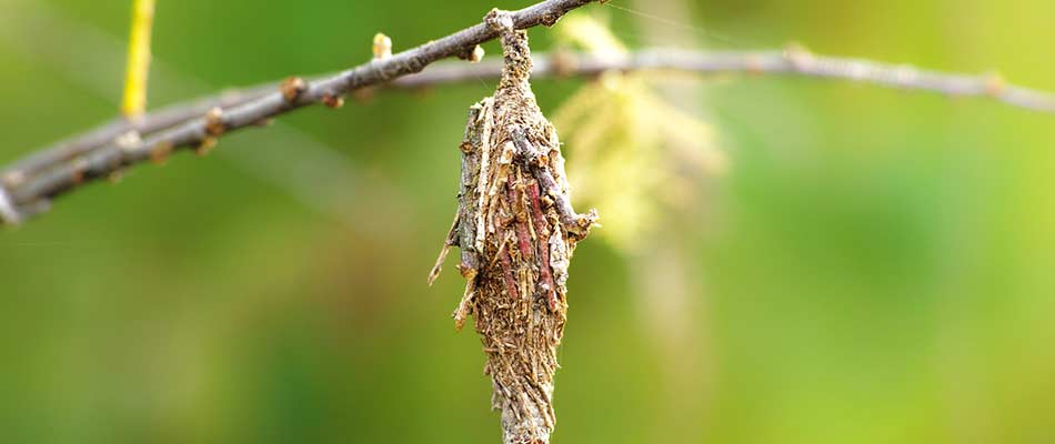 Bagworm spotted on a tree limb near Mansfield, Ohio.
