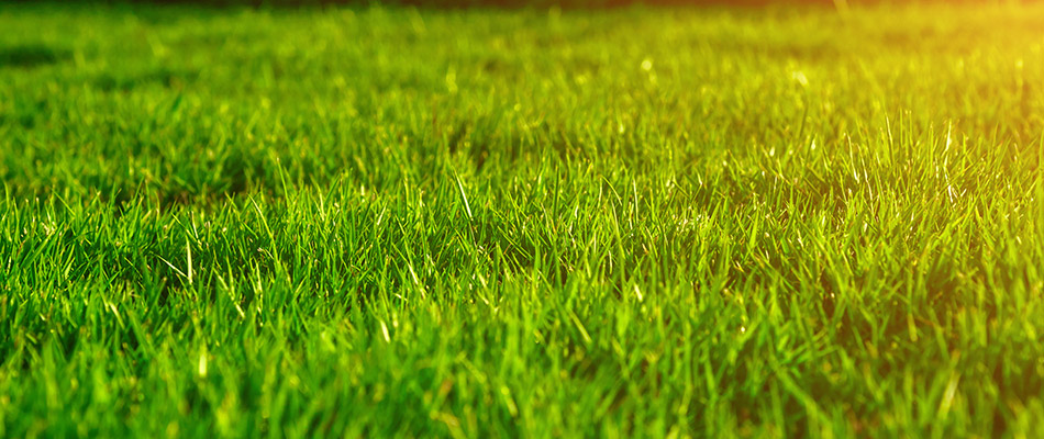 Vibrant green grass in the backyard of our regular customer in Berea, OH.