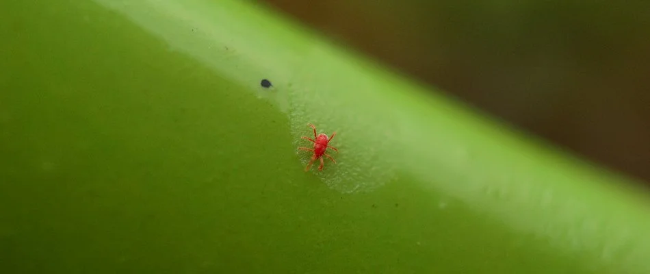 Chigger on a green stem in Grandview Heights, OH.