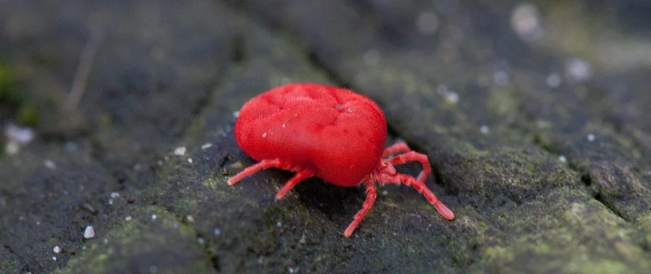 Chigger on wood in Gahanna, OH.