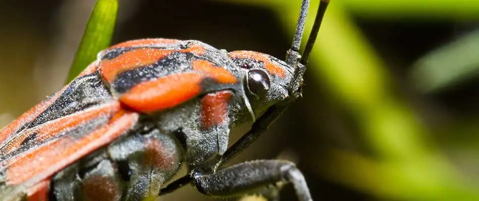 Close up photo of a chinch bug seen in a yard near Mansfield, OH.
