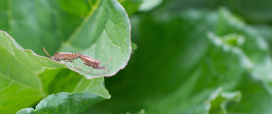 Chinch bugs on a leaf on a client's property in Strongsville, OH.