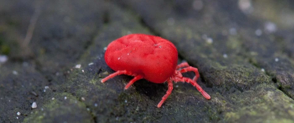 Close up of a chigger in Akron, OH.