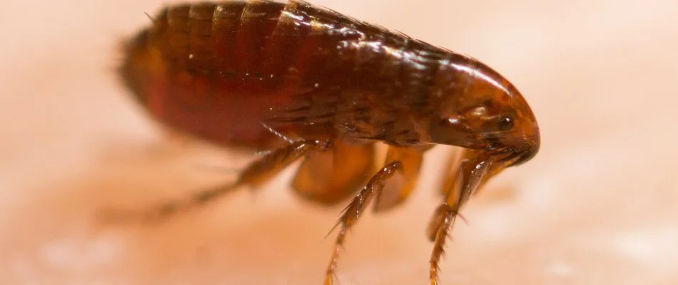Close up of a flea in Munroe Falls, OH.