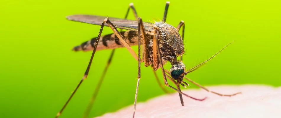 Close up of a mosquito in Sagamore Hills Township, OH.