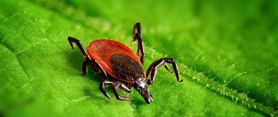 Close up of a deer tick in North Olmsted, OH.