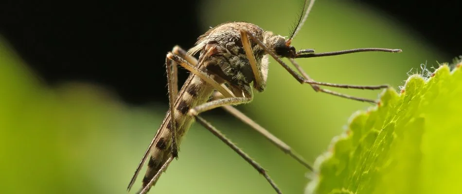 Close up of a mosquito in Fairview Park, OH, attached to a leaf.