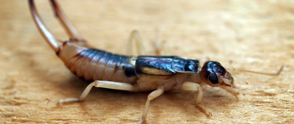 Earwig on a property in Mansfield, OH.
