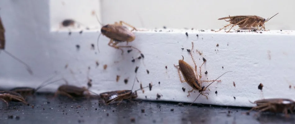 Cockroaches on a windowsill inside a home in Mansfield, OH.