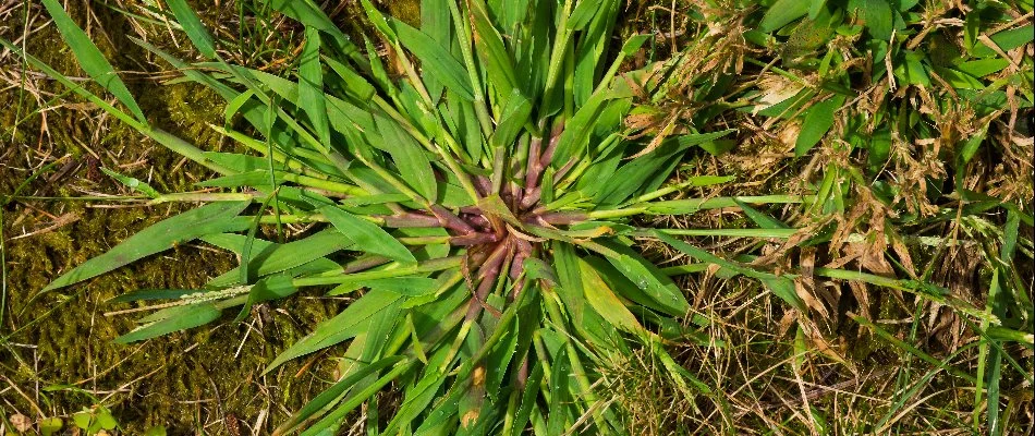 Crabgrass weed with purple center on a lawn in Mansfield, OH.