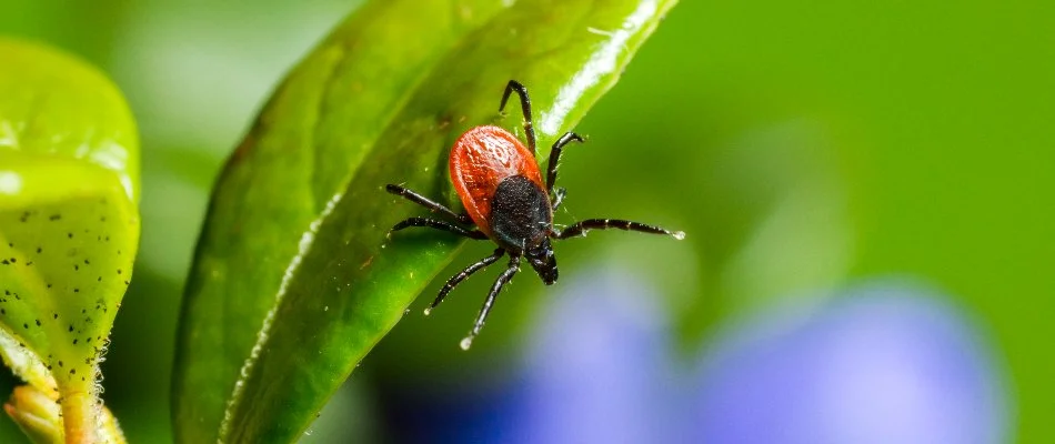 Deer tick on a leaf in Bay Village, OH.