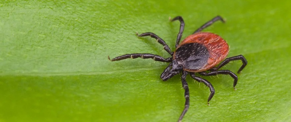 Deer tick on a leaf in Jeromesville, OH.