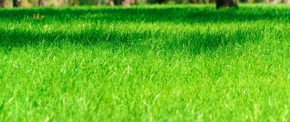 Dense green grass blades in New Franklin, OH.