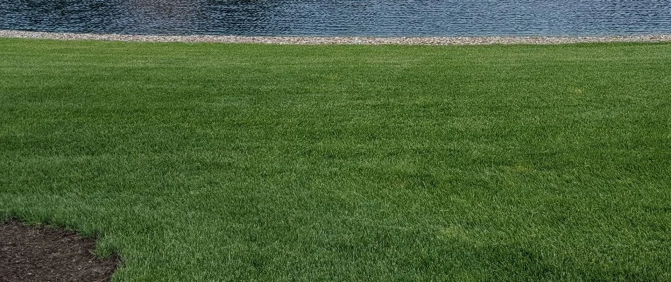 Dense green lawn in Cuyahoga Falls, OH, by a lake.