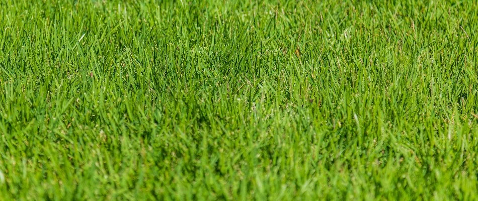 Dense green lawn in Grandview Heights, OH.