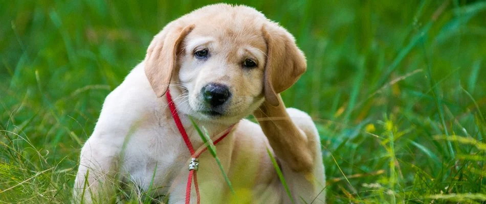 Dig itching from fleas on a property in Mansfield, OH.