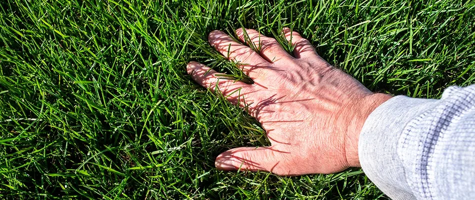 A person is feeling the grass of a very thick and healthy lawn in Copley Township, OH.